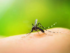 Epidemiología informa que dengue y malaria bajaron un 83 y 82% en 2020