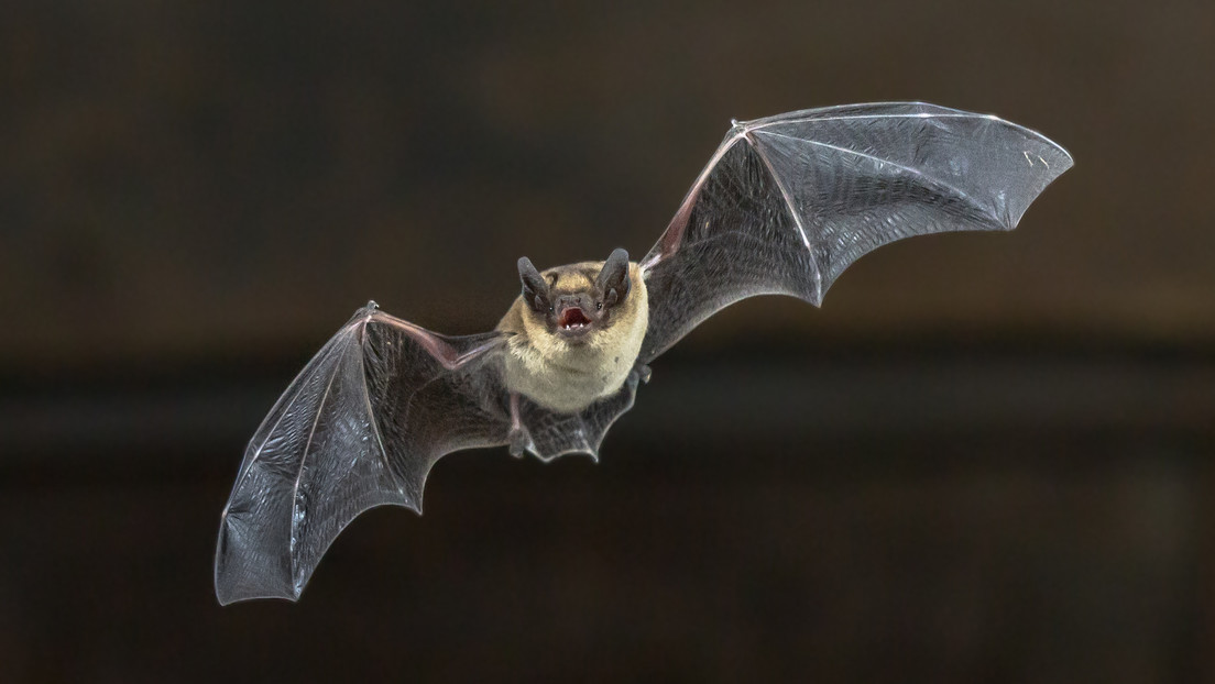 Científicos detectan un virus letal en dos especies de murciélagos
