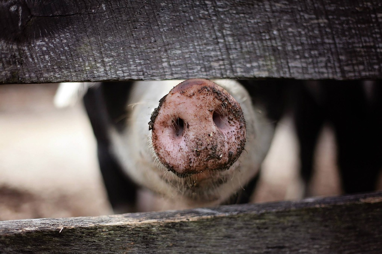 Procuraduría de Medio Ambiente retira vacas y cerdos criados sin control en Arroyo Hondo