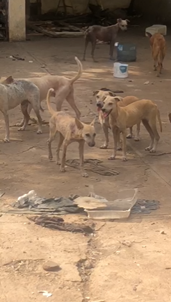 Denuncian mal estado de canes en refugio de Protección Animal