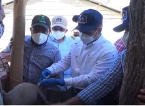 Agricultura toma medidas ante neumonía provoco muertes de más de 60 cerdos en Montecristi 