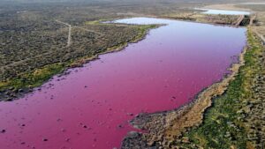 Ambientalistas preocupados por color rosa de laguna argentina
