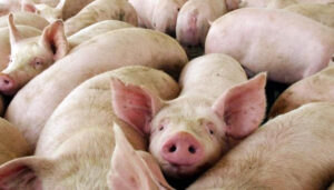 Aseguran peste porcina en RD es por falta de políticas públicas