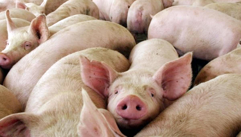 Aseguran peste porcina en RD es por falta de políticas públicas