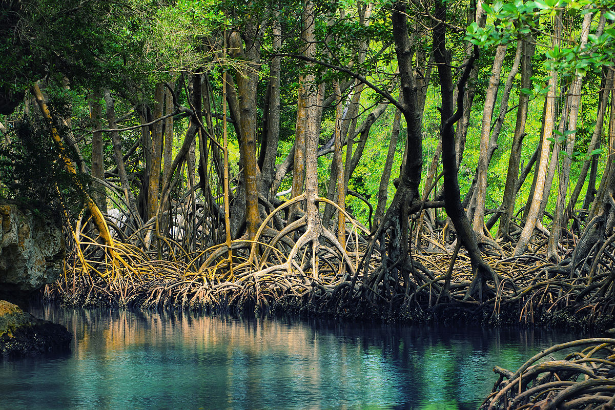 Medio Ambiente insta a población a cuidar de los manglares