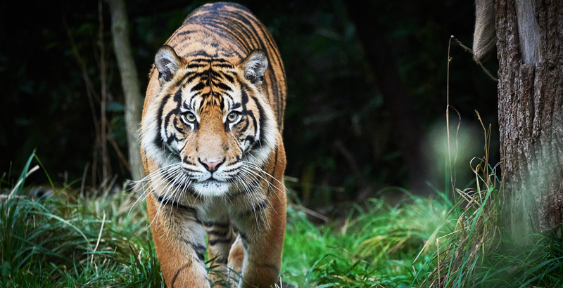29 de Julio se celebra el Día Internacional del Tigre
