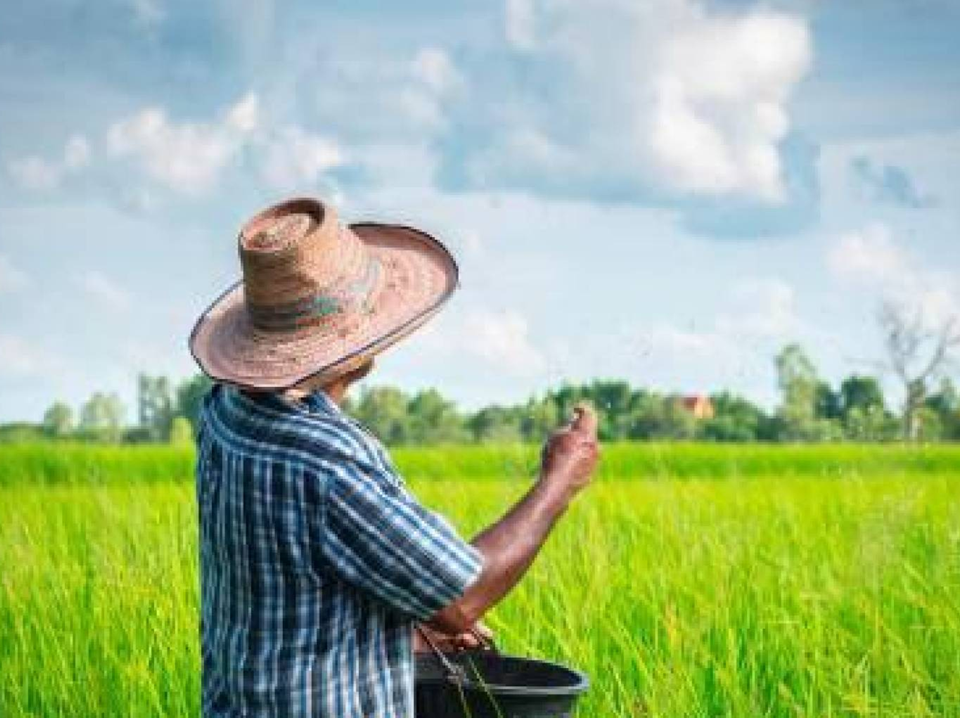 FEDA dará apoyo a productores de frutas y arroz en Cotuí