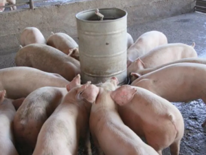 Venta de carne de cerdo se mantiene estable pese a alerta de fiebre porcina