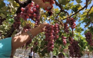 Gobierno apoya a productores de uva de Neiba