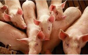 Brigada Técnico-Militar eliminará crianza de cerdos en vertederos