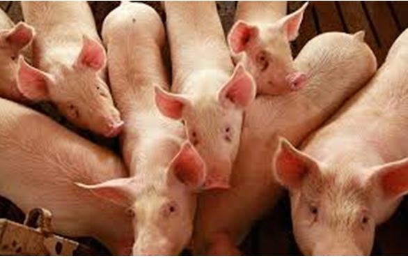Brigada Técnico-Militar eliminará crianza de cerdos en vertederos