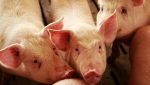 Salud Pública reitera fiebre porcina no se transmite a los humanos
