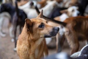 Rediseñan protocolos en búsqueda de sanciones contra maltrato animal