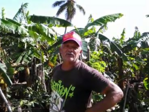 Ventarrón afecta viviendas y plantaciones agrícolas en comunidades del Cibao
