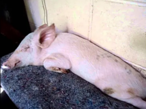 Denuncian varios cerdos mueren en últimos días en Las Zanjas, San Juan