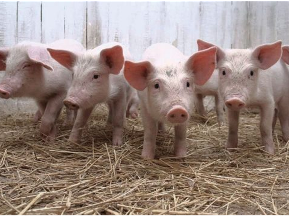 Solicitan creación de fondo especial para enfrentar fiebre porcina en el país