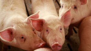 Puerto Plata: Afectados por peste porcina reciben compensación del Gobierno