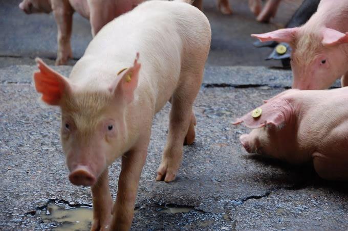Productores de Los Alcarrizos pierden RD$ 10 millones por fiebre porcina africana