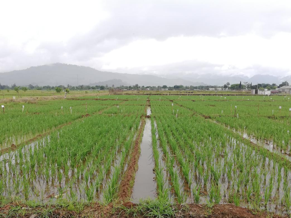 Agricultura informa tormenta tropical Fred no causó daños al sector agrícola