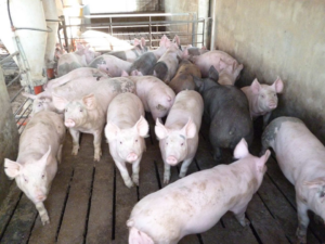 Entregan más de RD$20 millones a porcicultores de Dajabón y Montecristi