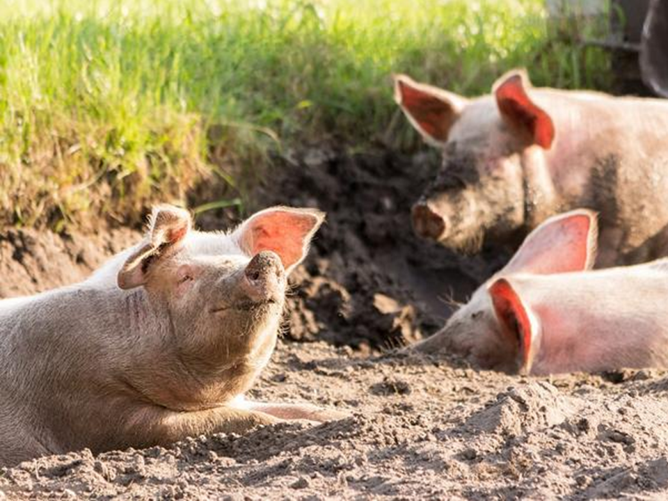 Agricultura recibe especialistas para colaborar en la erradicación de peste porcina