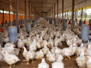 Inespre garantiza abastecimiento de pollos ante escasez por fiebre porcina