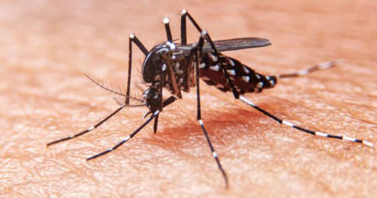26 de agosto: Día Internacional contra el Dengue