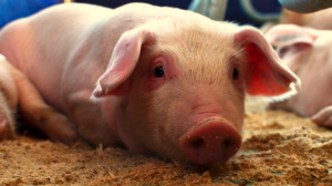Incertidumbre ha generado en comerciantes y consumidores el programa de pignoración de cerdo anunciado por el Gobierno este viernes 