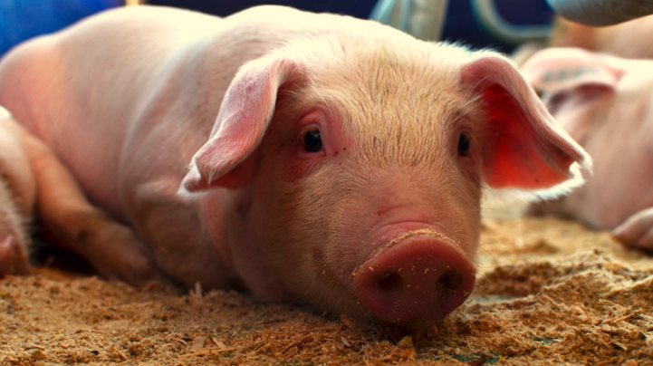Pignoración de carne de cerdo genera incertidumbre en comerciantes y clientes