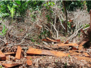 Detiene operaciones de extracción de agregados y tala de árboles en Espaillat
