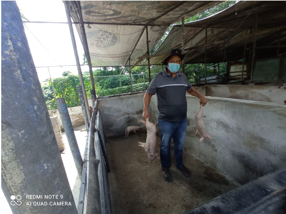 Más de mil cerdos han sido sacrificados en Los Alcarrizos por fiebre porcina