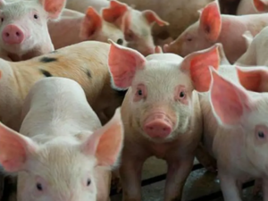 Productores de cerdo en Moca se quejan por reducción en sus ventas