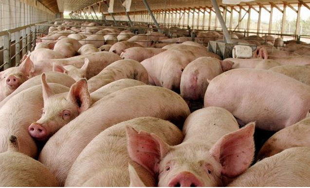 Gobierno paga RD$ 8.4 millones a porcicultores de Santiago Rodríguez