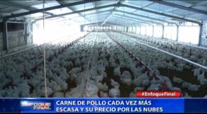 Carne de pollo cada vez más escasa y su precio por las nubes