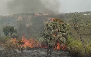 Incendios forestales en Argelia han dejado 69 muertos