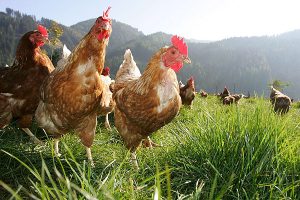 Productores de gallinas irían a la quiebra por inestabilidad en precios