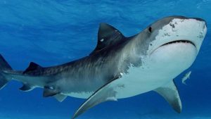 Casi 40 % de las especies de tiburones están en peligro de extinción