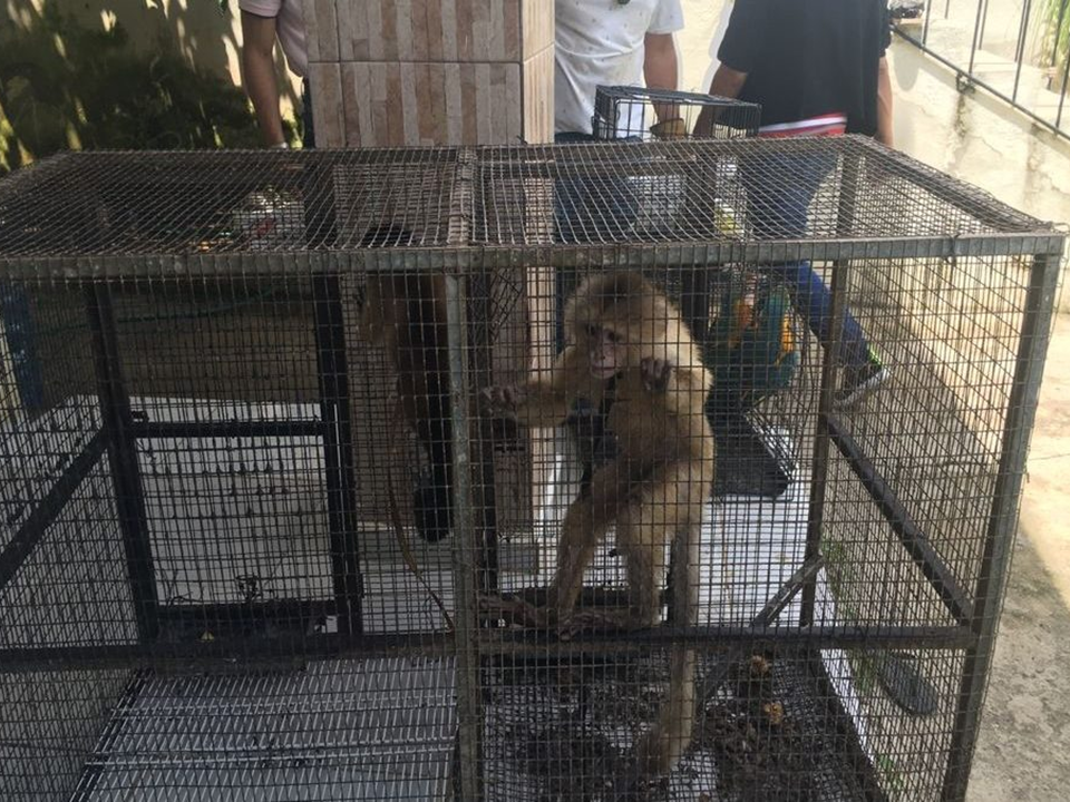 Arrestan a dos personas por explotar animales exóticos en Punta Cana