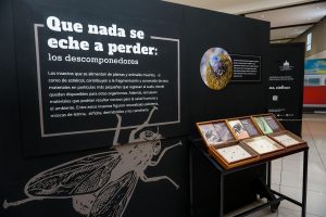 Museo Natural presenta exhibición sobre insectos 