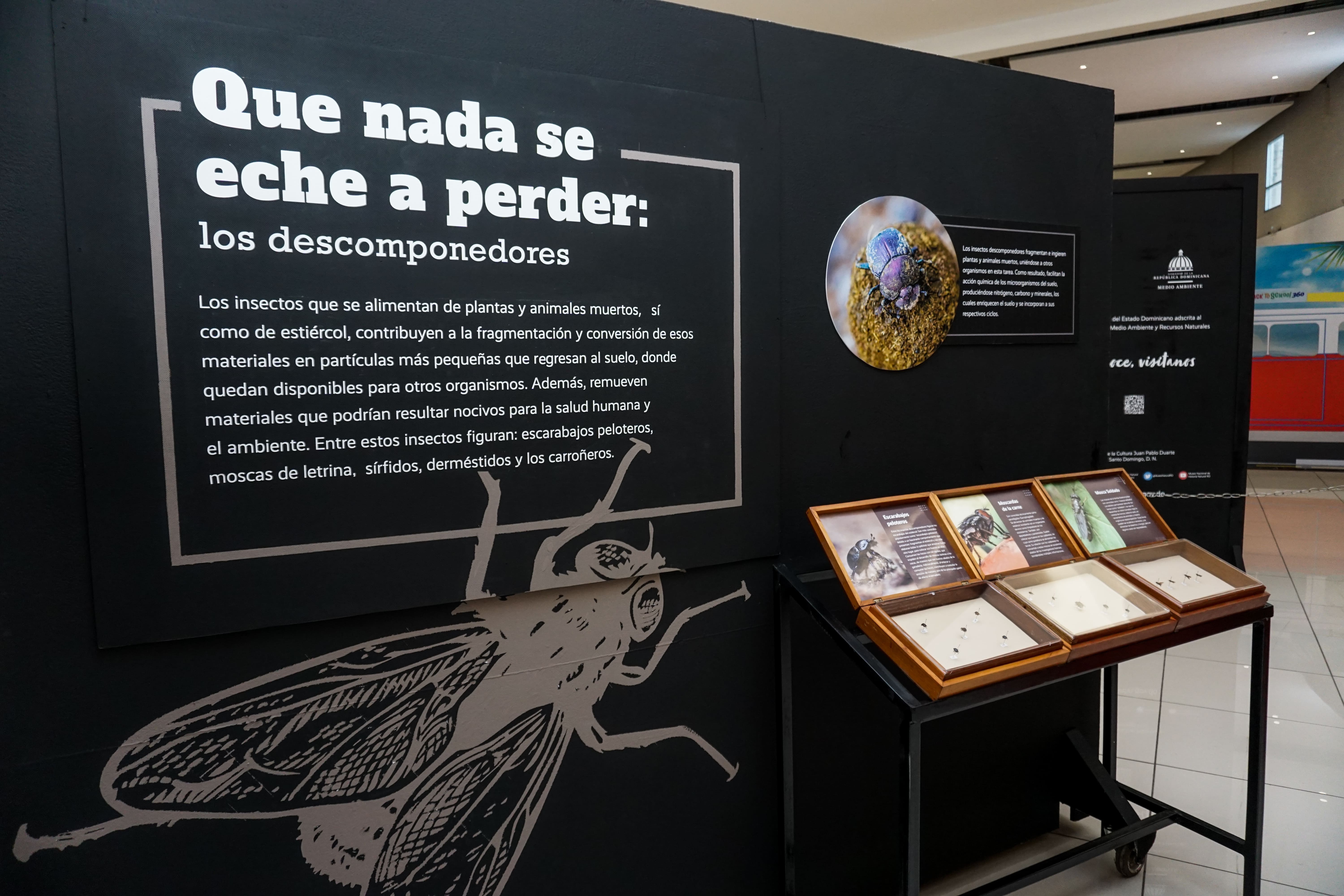 Museo Natural presenta exhibición sobre insectos "Seis patas en acción"