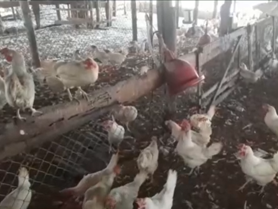Escasez y alto costo de la carne de pollo preocupa a residentes en Dajabón