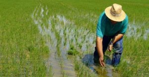 Productores de arroz de San Juan se quejan por alto precio de insumos
