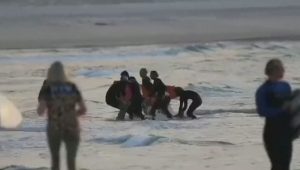 Muere surfista tras un ataque de tiburón en Australia