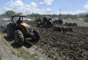 Agricultura prepara 190 mil tareas de tierra para siembra de habichuela  