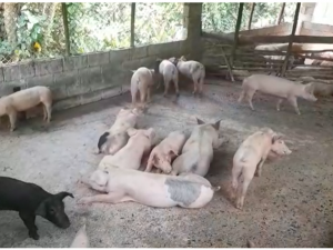 Autoridades realizan descenso ante fiebre porcina en San Cristóbal