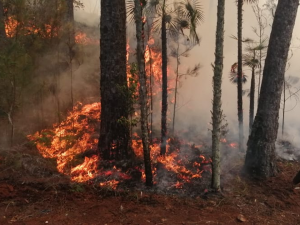 Incendio en Sierra de Bahoruco afecta miles de pinos y aves endémicas