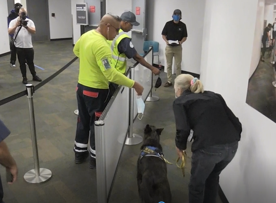 Aeropuerto Miami realiza prueba piloto con perros para detectar COVID