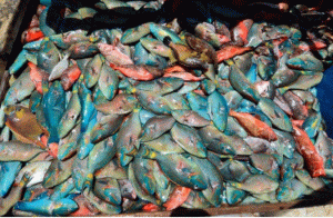 Incautan más de media tonelada de peces loros y lambies en Samaná