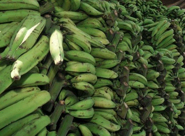 Inespre vende plátanos a peso la unidad, procedentes de Montecristi