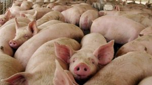 Autoridades aseguran peste porcina está controlada, no eliminada